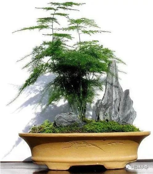 开云体育 开云平台十八种常见园林绿化植物!(图4)