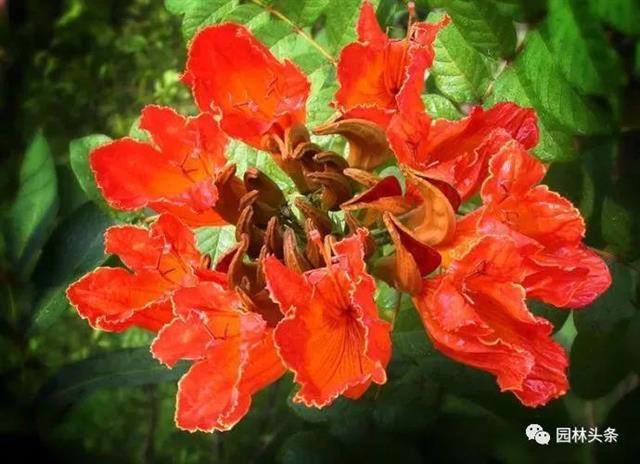 开云体育 开云平台十八种常见园林绿化植物!(图7)