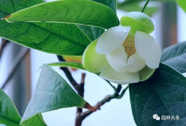 开云体育 开云平台十八种常见园林绿化植物!(图20)