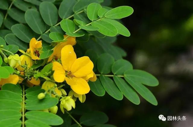 开云体育 开云平台十八种常见园林绿化植物!(图23)