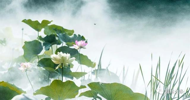 开云体育 开云平台十八种常见园林绿化植物!(图13)