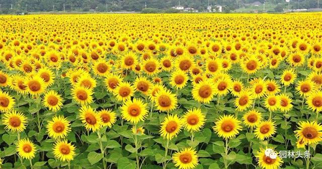 开云体育 开云平台十八种常见园林绿化植物!(图17)