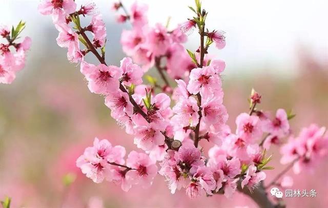 开云体育 开云平台十八种常见园林绿化植物!(图25)