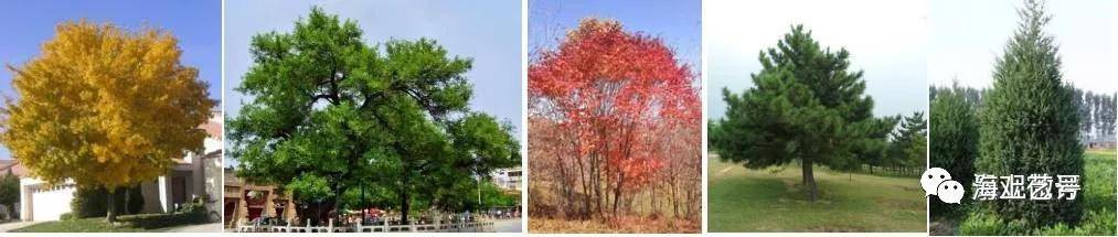 开云体育 开云官网详解城市道路绿地景观设计(图25)
