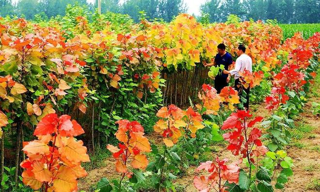 城市绿化必备树种---东方彩开云体育 开云平台韵(图1)