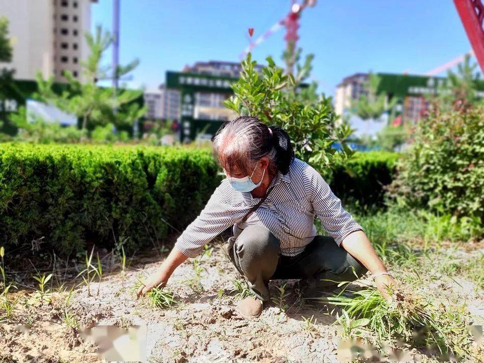 开云体育 开云官网麦积园林绿化工人：呵护骄阳下的绿色生命(图2)