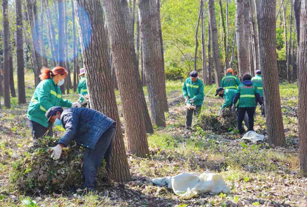 青州市园林绿化和环卫中心开云体育 开云平台:抢抓二月兰播种“黄金期” 打造弥水河畔(图2) 青州市园林绿化和环卫中心开云体育 开云平台:抢抓二月兰播种“黄金期” 打造弥水河畔(图2)