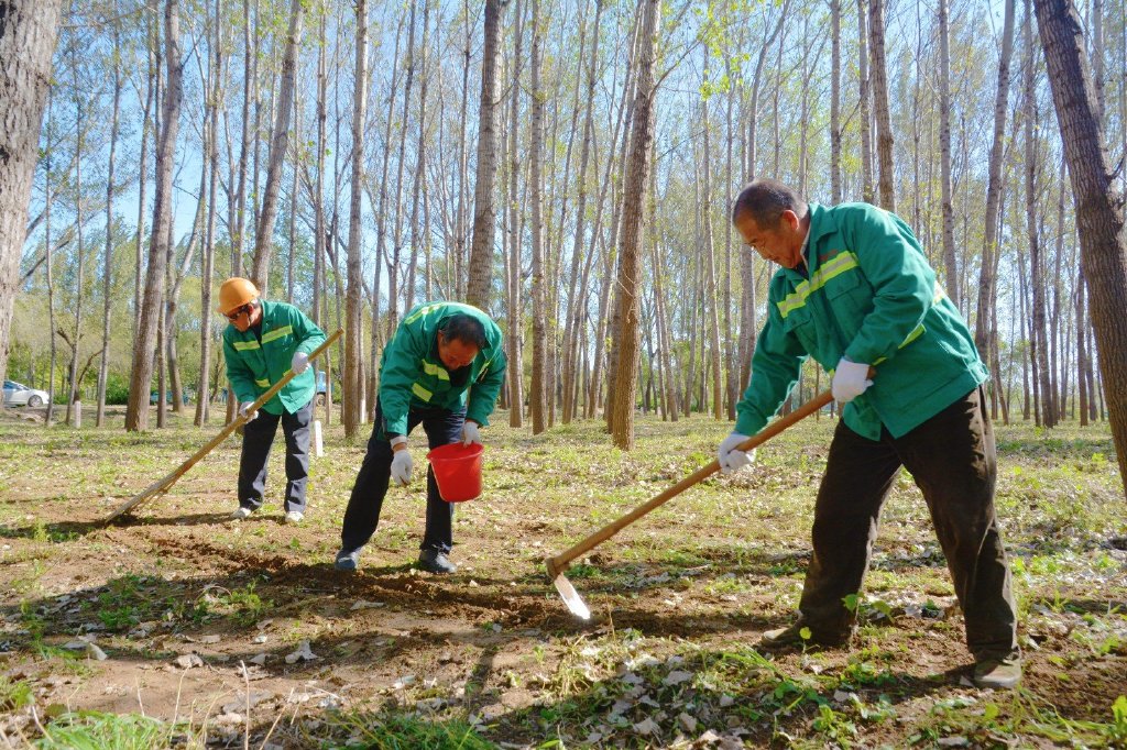 青州市园林绿化和环卫中心开云体育 开云平台:抢抓二月兰播种“黄金期” 打造弥水河畔(图3) 青州市园林绿化和环卫中心开云体育 开云平台:抢抓二月兰播种“黄金期” 打造弥水河畔(图3)