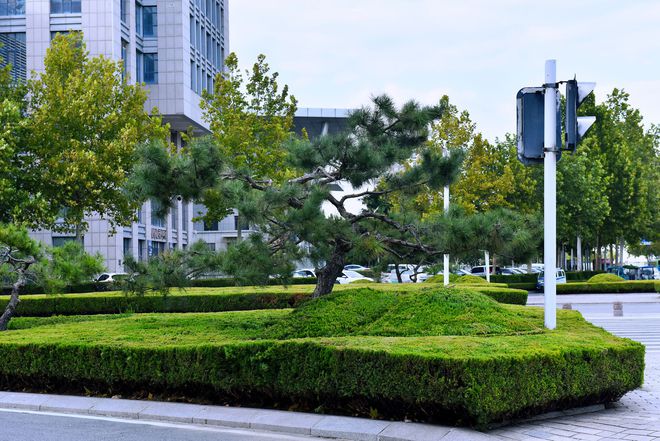 开云体育 开云平台寿光园林建设集团：精细化绿化管护 养出如画秋景(图5)