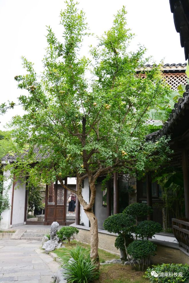 绿化庭院美化乡村！《湖南科技报》征集乡村庭院免费为开云体育 开云平台你量身设计绿化方案50个名额报名请抓紧(图3)