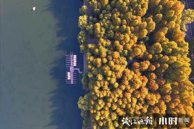 杭州秋色叶接力登开云体育 开云平台场的季节开启银杏王下许愿“小爱心”前玩浪漫总有一款适合你(图1)