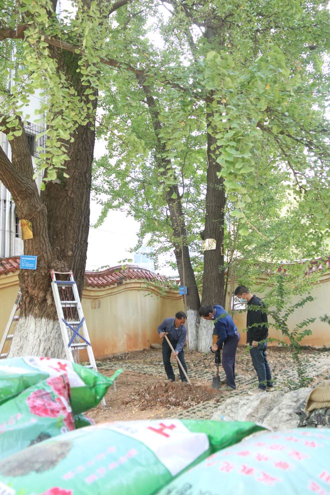 开云体育 开云官网常德市园林绿化研究所为市一中校园内古树施肥除虫(图1)