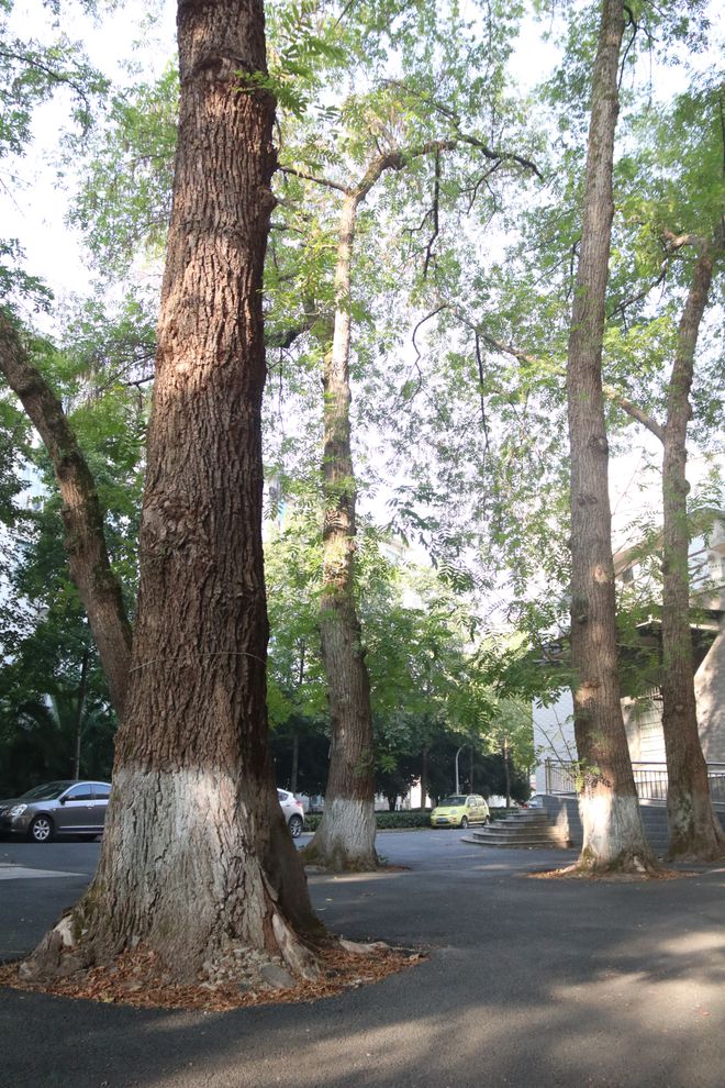 开云体育 开云官网常德市园林绿化研究所为市一中校园内古树施肥除虫(图2)