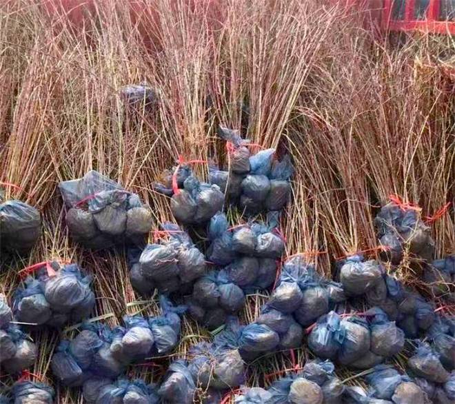 河北唐山迁安金开云体育 开云平台卉苗木基地园林绿化城市景观最佳苗木冰川红叶!(图3) 河北唐山迁安金开云体育 开云平台卉苗木基地园林绿化城市景观最佳苗木冰川红叶!(图3)