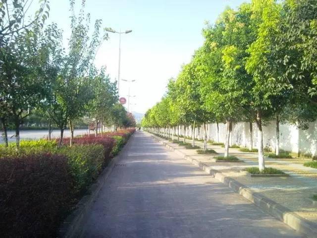 开云体育 开云平台设计师必备手册道路绿化设计规范大全(图1)