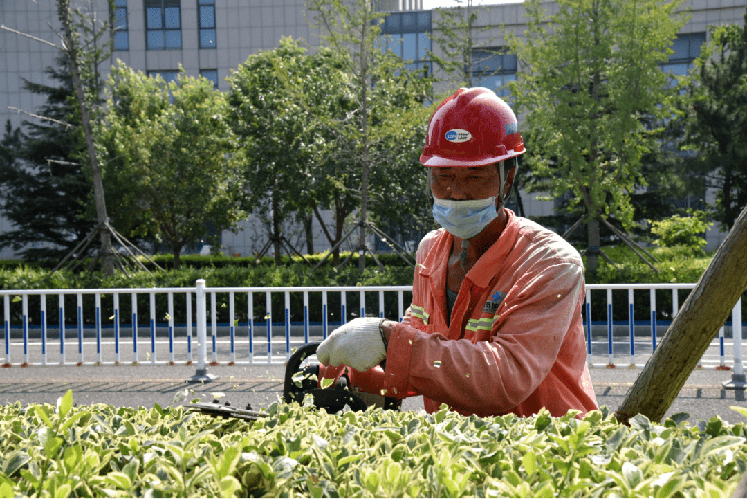 青岛高新区推进园林绿化养护提升城市宜居品质开云 开云体育(图2)