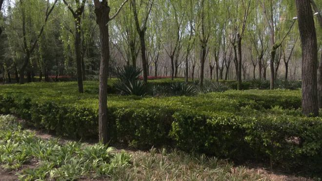 县园林绿化服务中心：精细化管理 精心化提升 推进园林绿化各项工作提质开云 开云体育增效(图5)