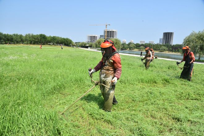 非凡十年 再启新程丨青开云体育 开云平台岛高新区：推进园林绿化养护 提升城市宜居品质(图1)