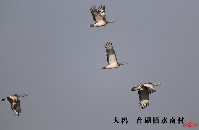 开云体育 开云平台一处大鸨越冬栖息地扰？北京通州园林绿化局：停止播种冬小麦为大鸨备好了应急食物(图2)