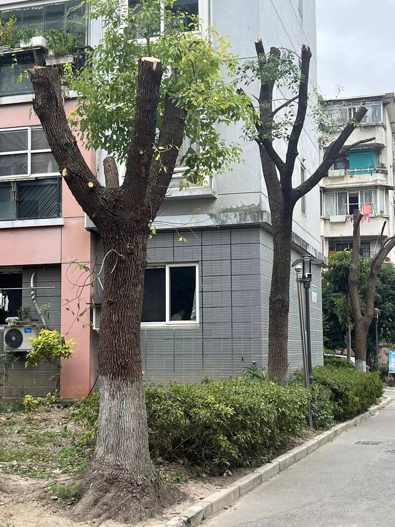 左右为难的小区“绿化修剪”：已有修剪规范为何矛盾冲突仍不断？开云 开云体育(图2)