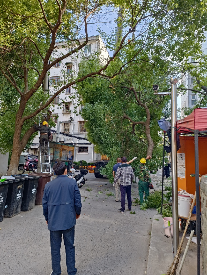 左右为难的小区“绿化修剪”：已有修剪规范为何矛盾冲突仍不断？开云 开云体育(图4)