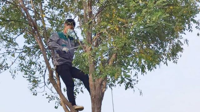 开云 开云体育运城市园林绿化服务中心多措并举开展秋季绿化养护工作(图4)