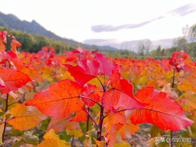2022年园林行道树种东方彩韵将开云 开云体育APP打入中国各个城市(图3)