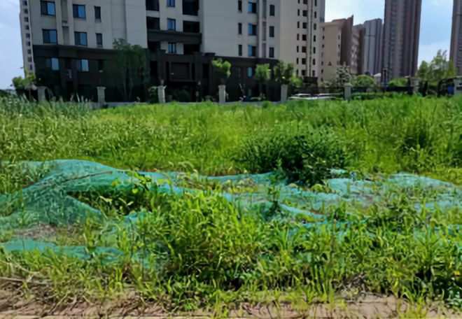 城市绿地微更新！滨城48处边角地将“见开云 开云体育缝插绿”(图5)