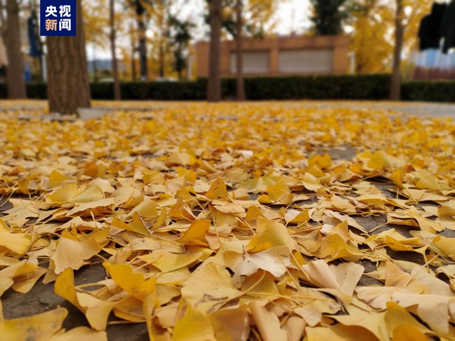落叶缓扫持续到开云 开云体育官网本月底 北京园林部门“护航”最长秋色(图1)