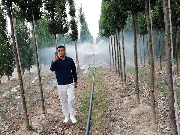 绿水青山开云体育 开云平台与绿化苗木(图5)