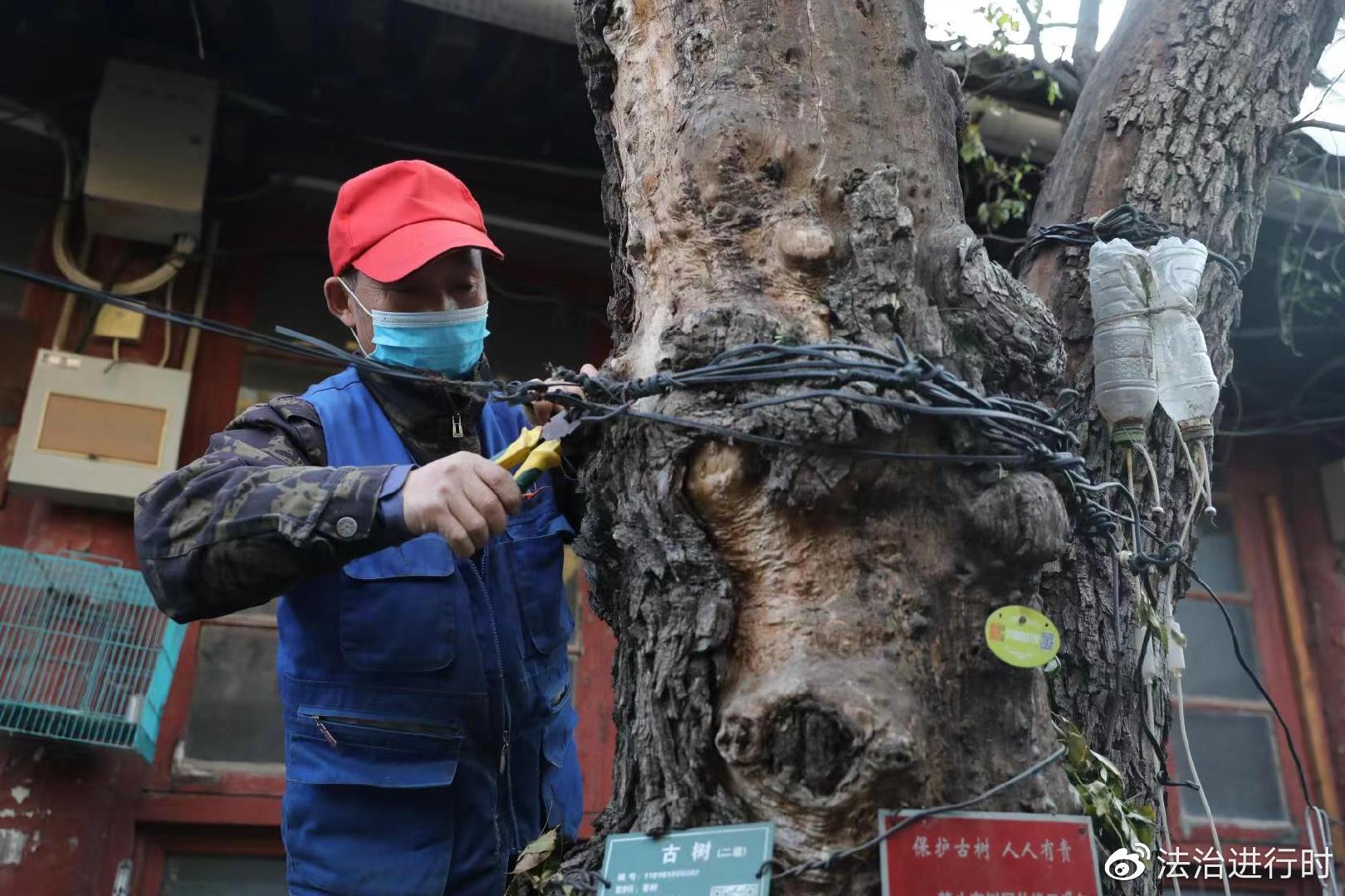 开云 开云体育APP为古树“解绑” 守护古都园林绿化(图3)