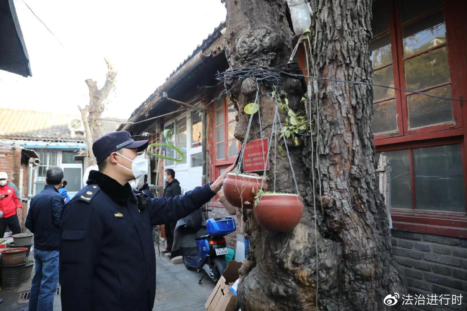 开云 开云体育APP为古树“解绑” 守护古都园林绿化(图2)