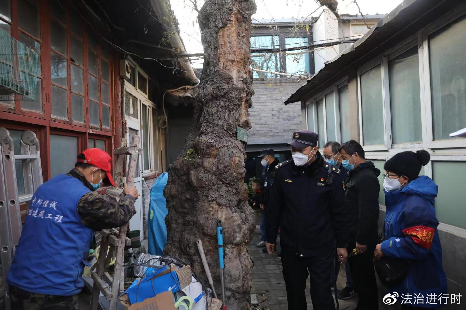 开云 开云体育APP为古树“解绑” 守护古都园林绿化(图1)