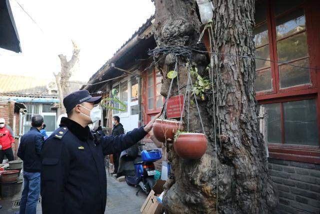 为古树开云 开云体育官网“解绑”北京东城城管部门守护古都园林绿化(图1)
