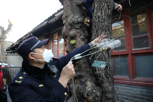 为古树开云 开云体育官网“解绑”北京东城城管部门守护古都园林绿化(图2)