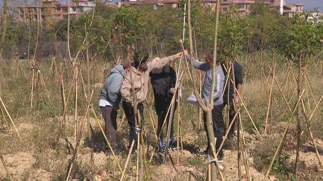 红塔区绿美行动植树超17万株开云 开云体育官网(图2)