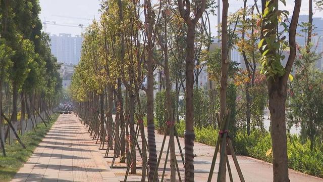 红塔区绿美行动植树超17万株开云 开云体育官网(图1)