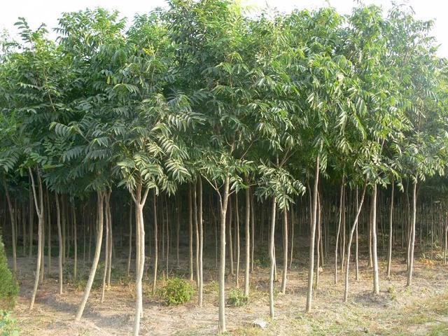开云 开云体育平台景观中常用的绿化树种(图11)