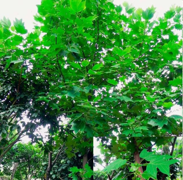 开云 开云体育平台景观中常用的绿化树种(图9)