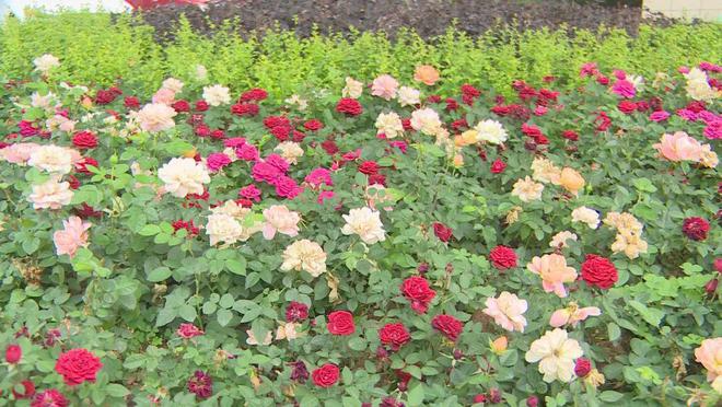 借公园城市理念 建宜居花园小城开云体育 开云平台(图3)