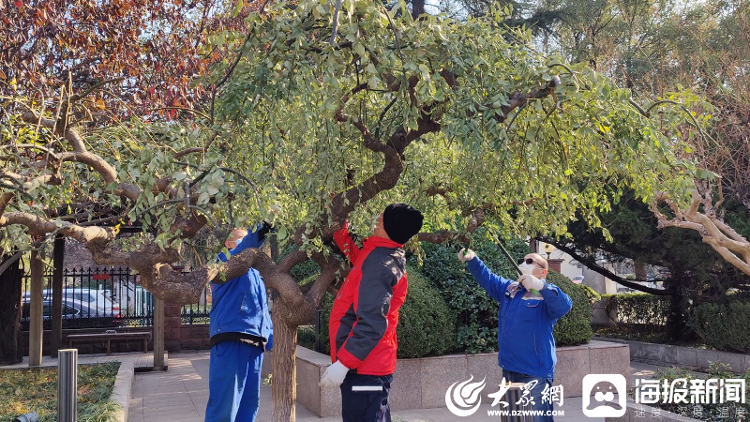 开云体育 开云平台穿外衣、细打理 济宁“城市园丁”冬季养护苗木提升绿化“颜值”(图1)