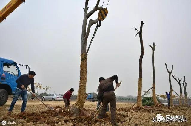开云 开云体育十二月份园林绿化管理工作进入尾声树木冬植工作仍在继续(图1)