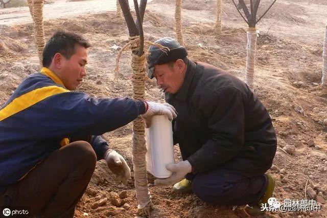 开云 开云体育十二月份园林绿化管理工作进入尾声树木冬植工作仍在继续(图5)