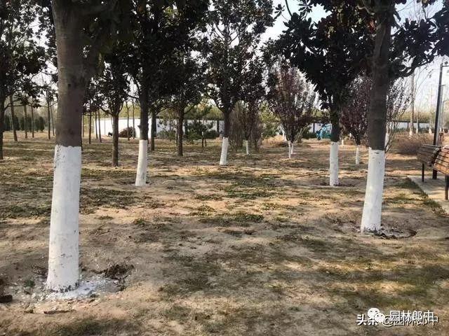 开云 开云体育十二月份园林绿化管理工作进入尾声树木冬植工作仍在继续(图3)