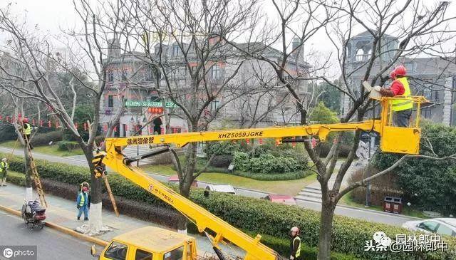 开云 开云体育十二月份园林绿化管理工作进入尾声树木冬植工作仍在继续(图2)