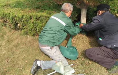 开云 开云体育官网烟台市数字化城市管理服务中心做好火车站、南站广场冬季园林绿化养护(图2)