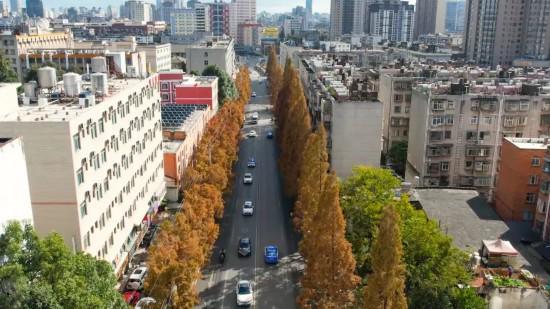 ＂管护＂让植物越冬有保障 城开云体育 开云官网市＂颜值＂增色彩(图1)
