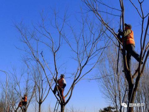 开云体育 开云平台园林绿化清园如何清？掌握这几点有效降低来年病虫害爆发量(图1)