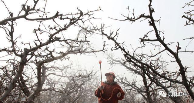 开云体育 开云平台园林绿化清园如何清？掌握这几点有效降低来年病虫害爆发量(图7)