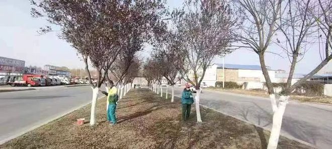 开云体育 开云官网商丘市园林绿化中心集中开展中心城区树木刷白工作(图2)